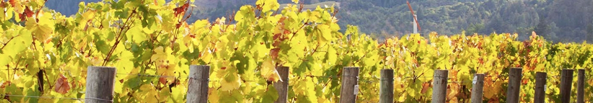 Four_Estate_Vineyards_2