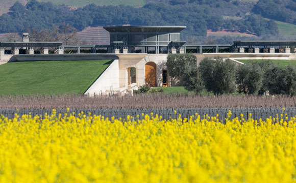 Vineyards_Mustard